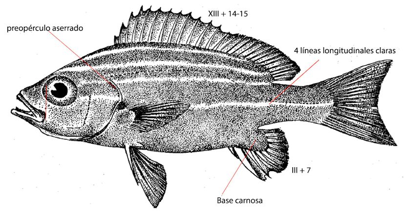 Parapristipoma octolineatum_01.jpg
